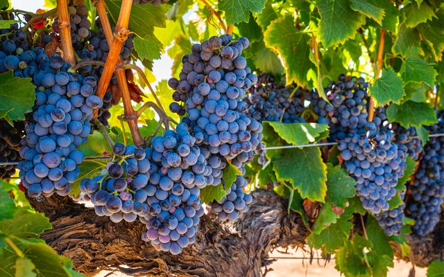 Ripe wine grapes on the vine