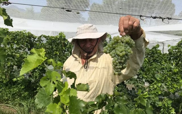 A grower holding up a bunch of grapes under the vineyard nets