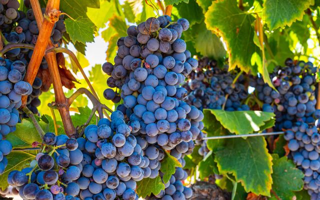 Ripe wine grapes on the vine
