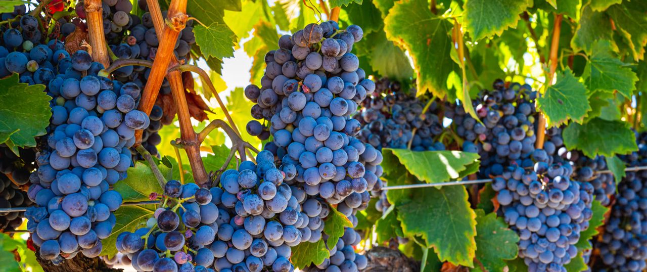Ripe wine grapes on the vine
