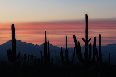 Phoenix airport car service